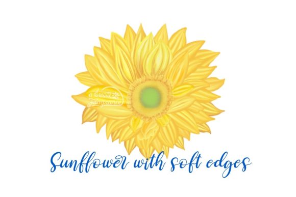 Download Sunflower with Soft Curves - Flower Collection